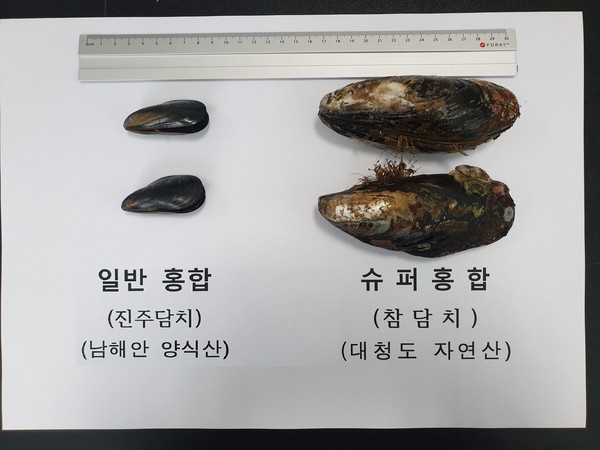 진주담치(일반 홍합)와 참담치(토종 홍합) 크기 비교(자료제공=시 수산기술지원센터)