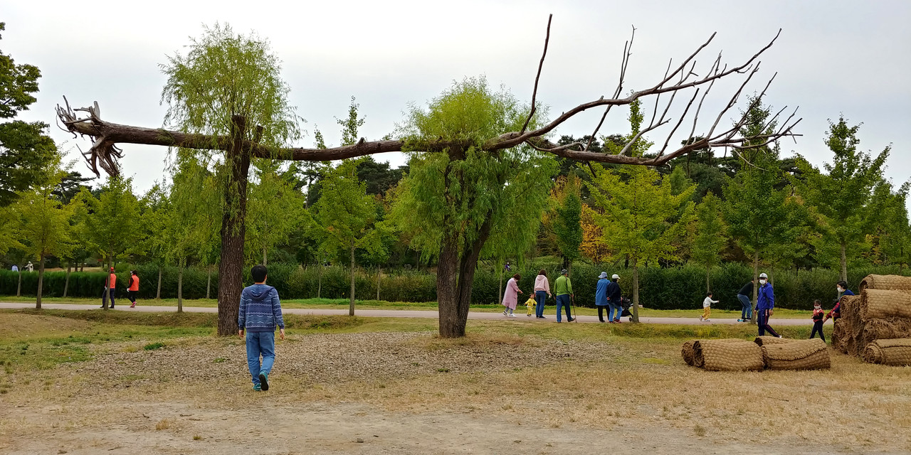 드러누운 수목(코로나19만 아니었어도 아이들은 나무에 줄을 매달아 그네 놀이를 했을 것이다.), 2020ⓒ김주혜