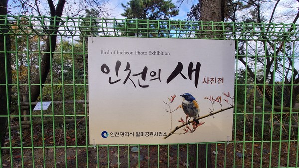 월미공원 둘레길에서 열리고 있는 '인천의 새' 전시