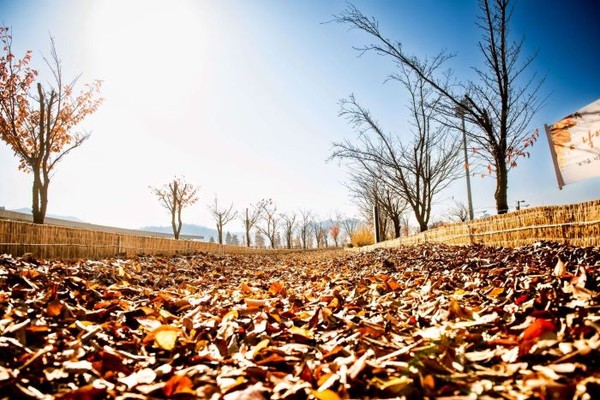 인천 아시아드주경기장 180m 구간에 조성된 낙엽 산책길(사진제공=인천시설공단)