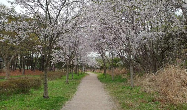 세게 평화 숲의 벚꽃 길