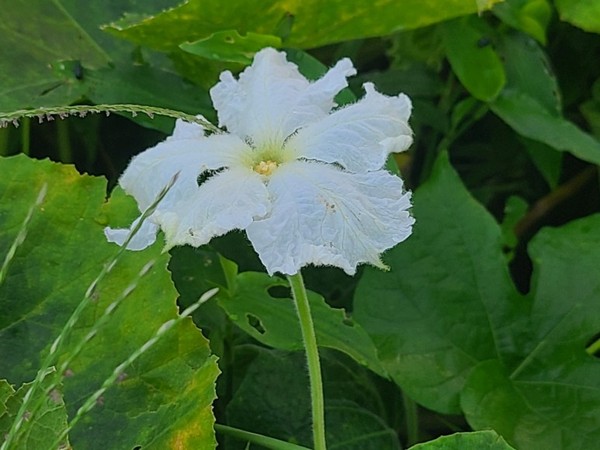 하얀 박꽃이 피었다. 오랜만에 만나 반가웠다.