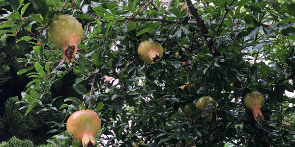 벌어진 모양이 특이한 석류나무 열매, 2022ⓒ유광식