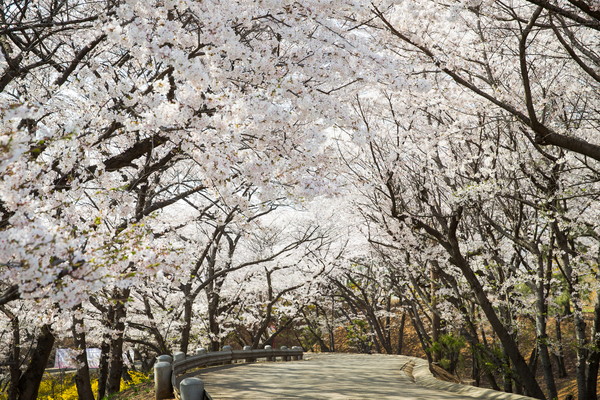 SK인천석유화학 벚꽃동산 자료사진