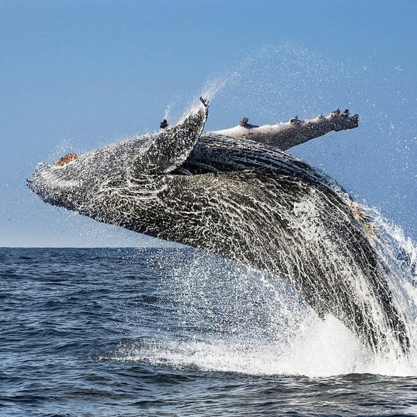 캐나다 웨일 루트 혹등고래 관광 (출처 헤럴드 경제)