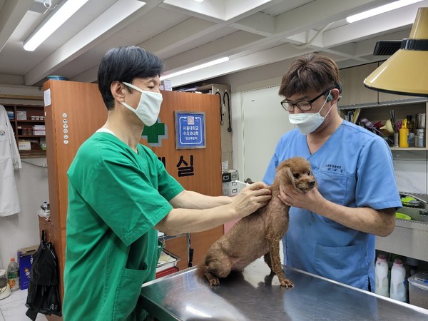 인천시 중구 유기동물보호센터에서 광견병 예방접종이 이뤄지고 있다