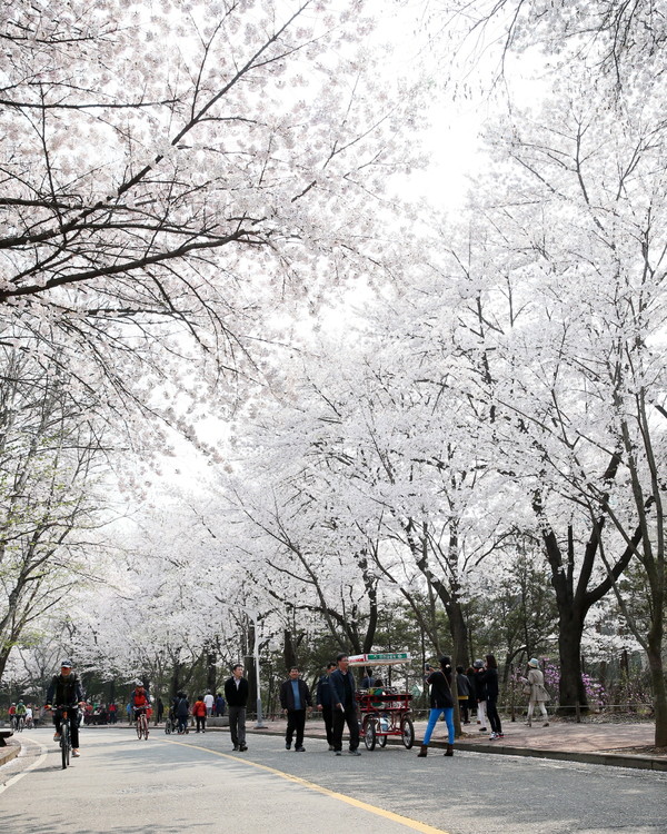 인천대공원 벚꽃길