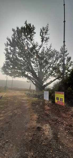 2019년 태풍 링링으로 큰 가지가 부러졌다.