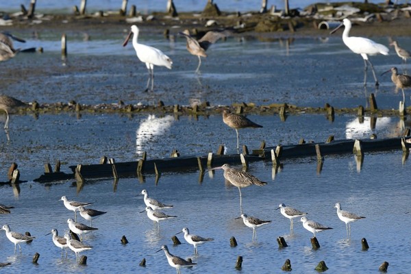 홍대염전에서 쉬고 있는 새들