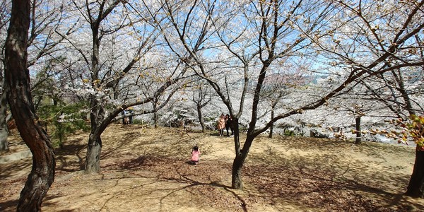 가족 벚꽃 놀이(딸이 엄마・이모・할머니를 사진에 담는다.), 2020ⓒ김주혜