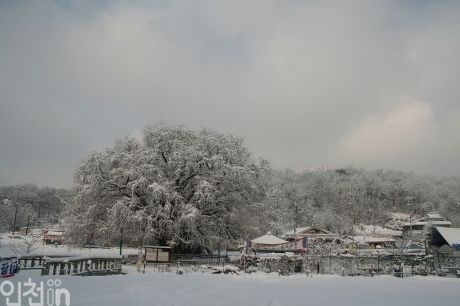 2005년 은행나무 겨울 풍경