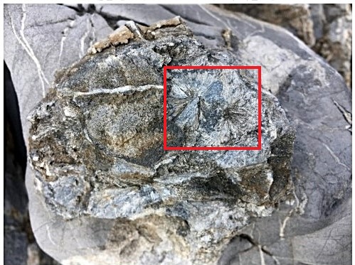 인천 송도국제도시 모 아파트에서 발견된 석면 조경석. 뾰족한 바늘 모양으로 생긴 트레몰라이트 석면이 육안으로도 확인된다.
