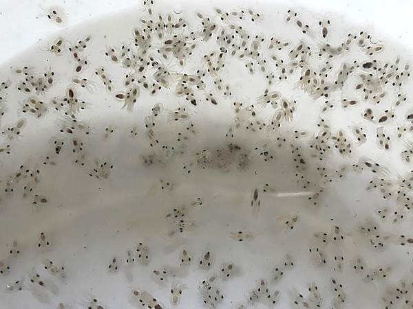 인천시 수산자원연구소가 자체 생산한 어린 주꾸미(사진제공=수산자원연구소)