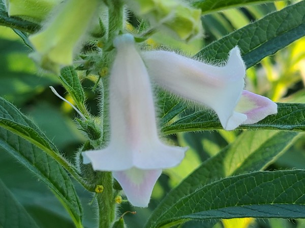 색소폰 악기를 닮은 참깨꽃. 볼그레한 하얀꽃에 솜털이 나있습니다.