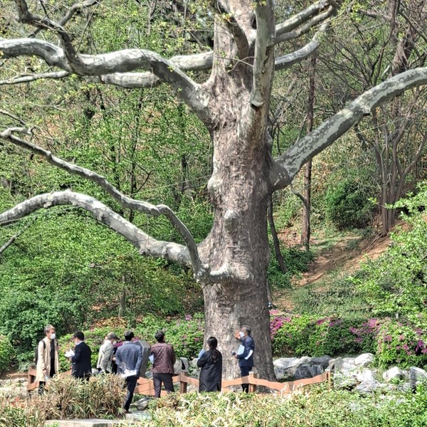 인천시 등록문화재 2호 '자유공원 플라타너스'