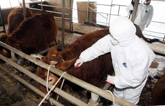 강화군 내에 있는 농가에서 사육 중인 소에게 백신 접종을 하고 있다. (사진=강화군 제공)