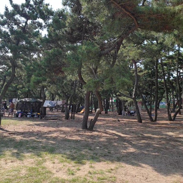 해수욕장 앞의 해송 숲은 캠핑을 하기 좋은 그늘을 형성한다.