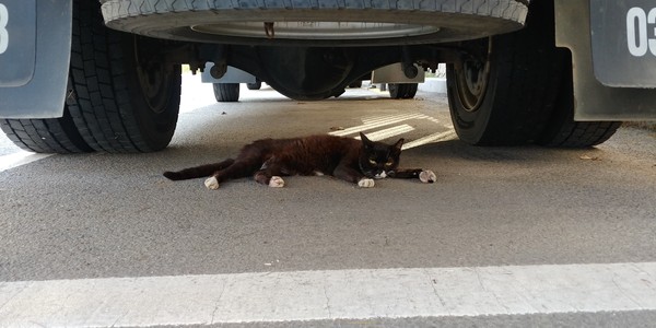 따가운 햇살을 피해 트럭 아래편에 누운 턱시도 고양이, 2022ⓒ유광식