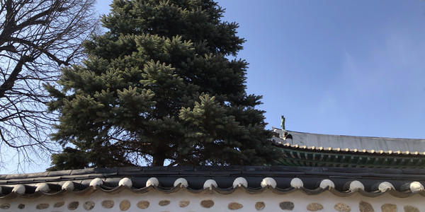 성공회 강화성당 측면(좌측에 불교를 상징하는 보리수나무 가지가 보인다), 2023ⓒ유광식