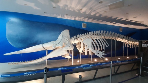 볼음도에 좌초된 향유고래