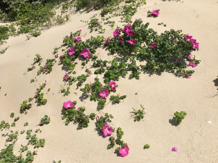 해당화도 모래에 잠겨 벽지의 무늬처럼 꽃만 목을 내밀고 있다