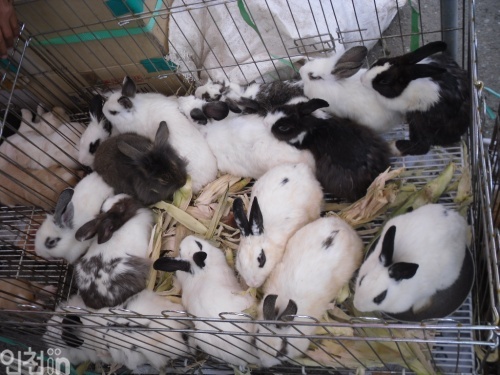 시장 입구에서는 강아지나 토끼 등을 팔고 있다.